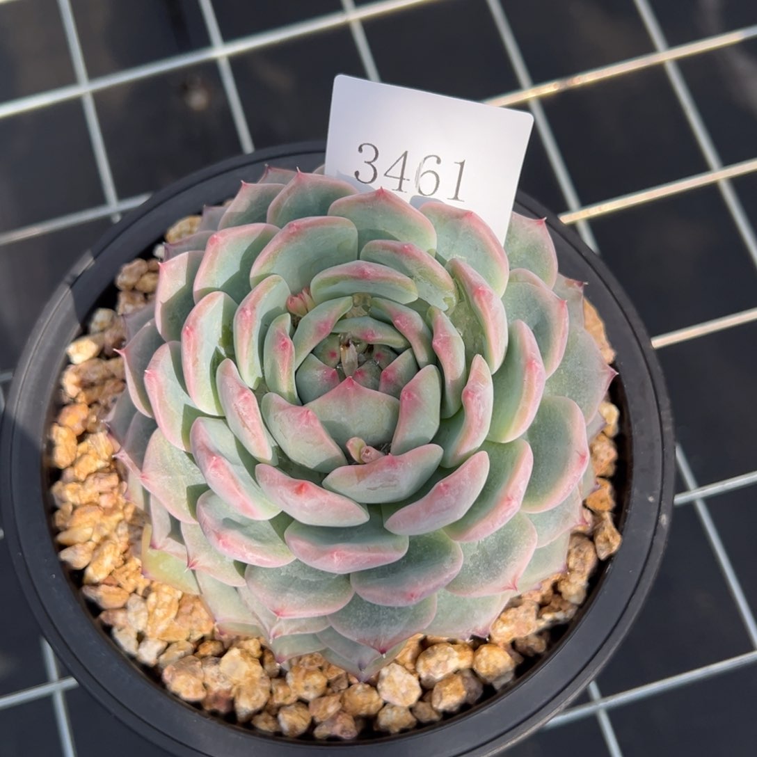 巧****姐3461多肉多多多多