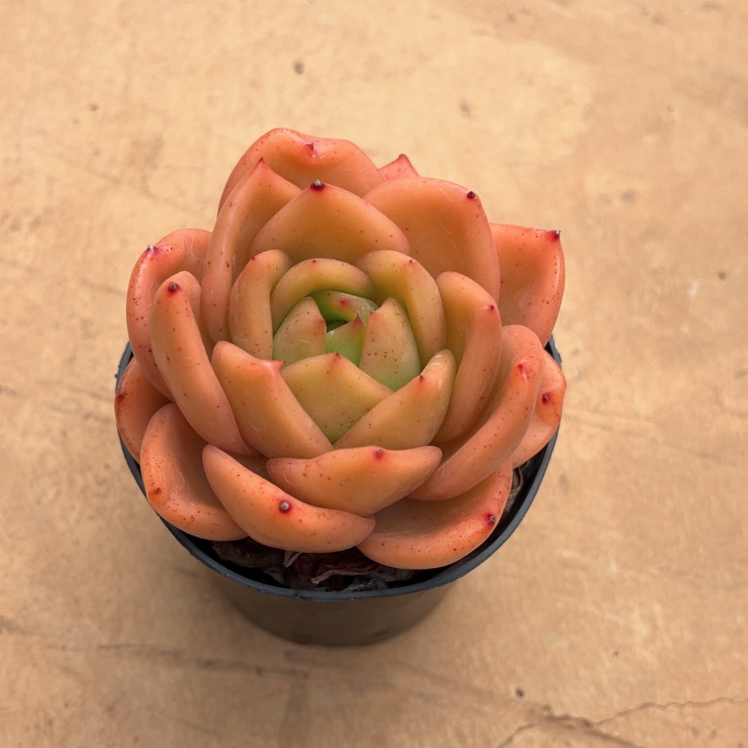 斐****o3.15.17黄金果冻