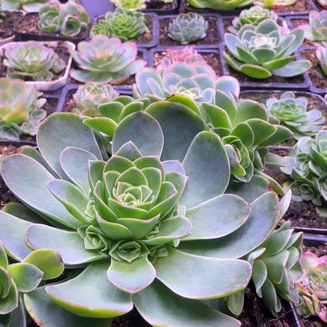 11厘米捧花紫色玫瑰121242424243