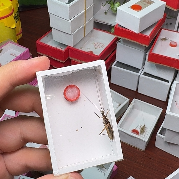 大***拉蟋蟀1红竹岭。       