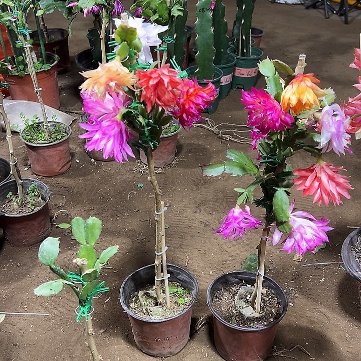 回***人预订叶仙嫁接一层四个点052带花架