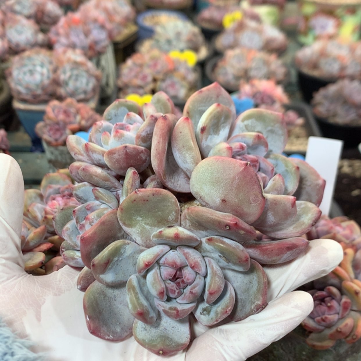 【闪购商品】茸*茸 哈哈哈哈