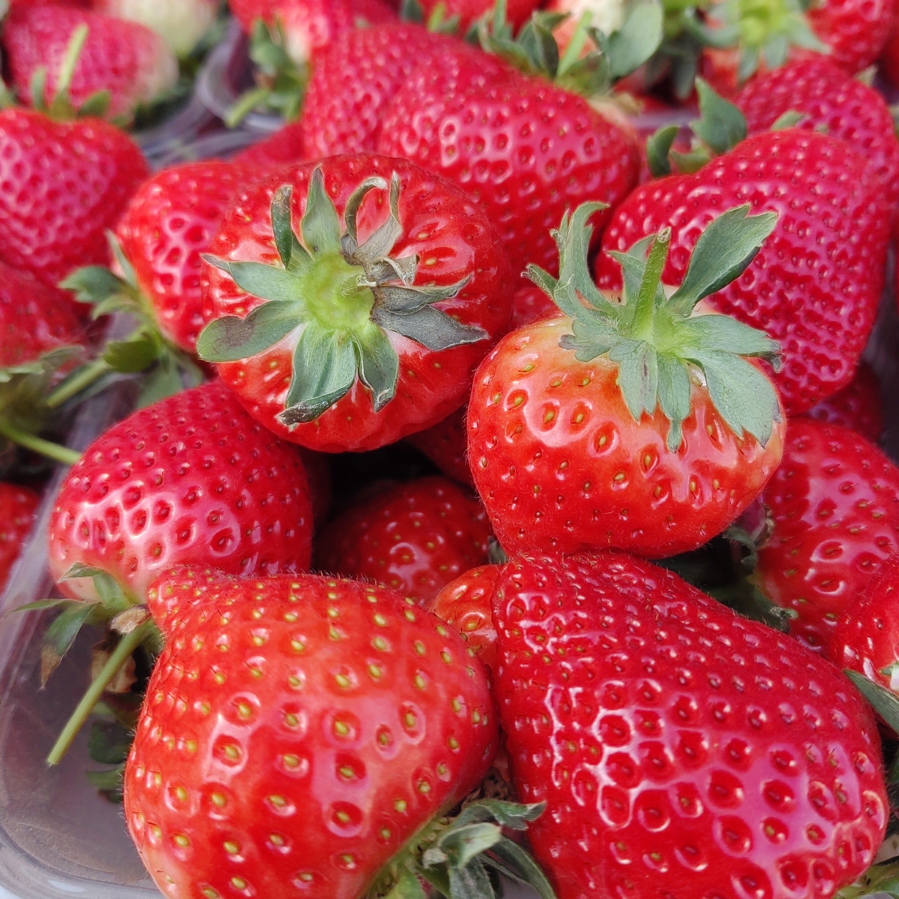 佐贺草莓精品自然成熟500克13.8一斤