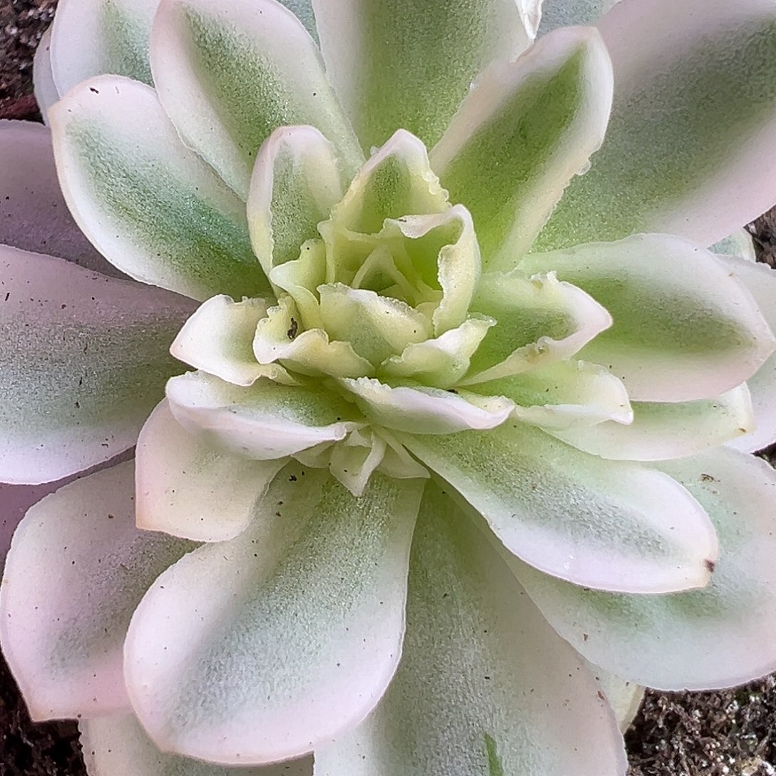 山地玫瑰锦秋夕003号