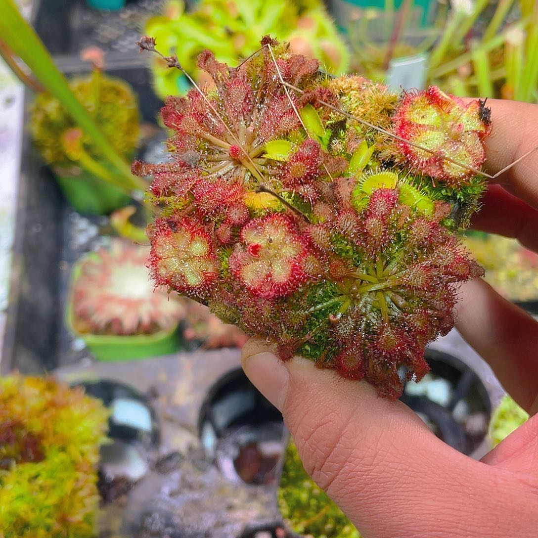 完全开放混合茅膏菜