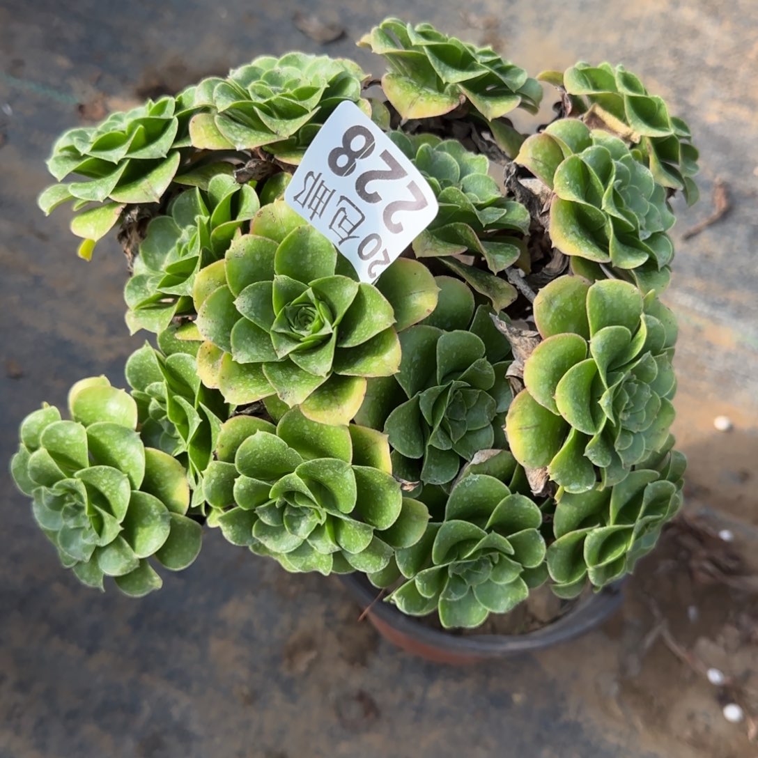 蓝色妖姬228满20包邮断枝不包