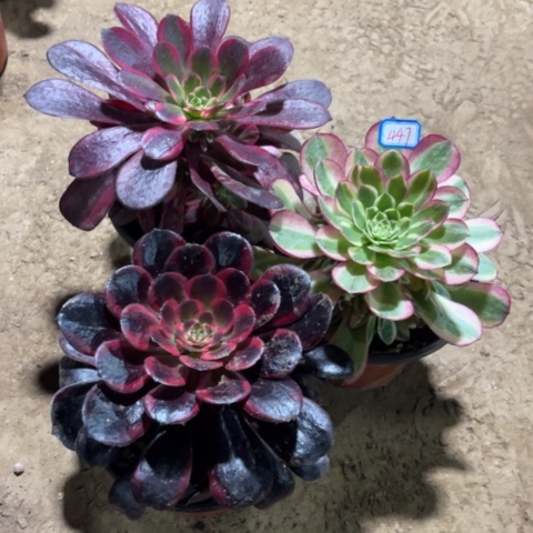 447多肉植物组合