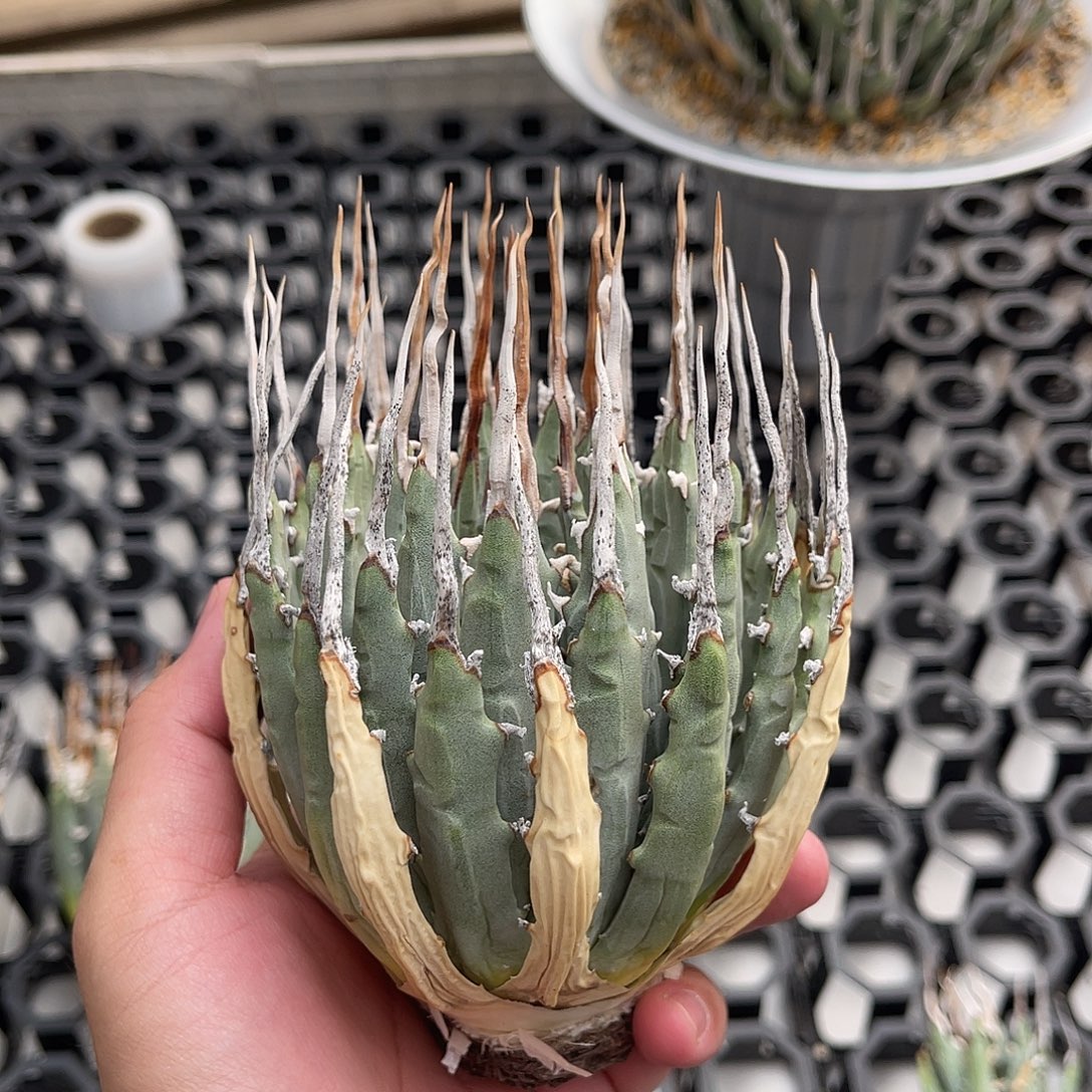 曲刺妖炎曲刺妖炎