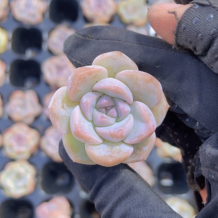 75精品粉豹2颗一组