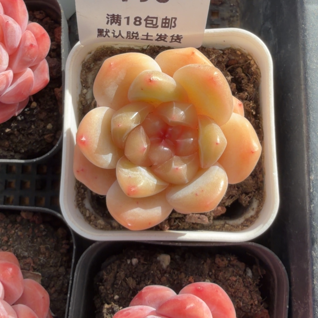 宇***骨东篱下多肉植物哈哈哈95