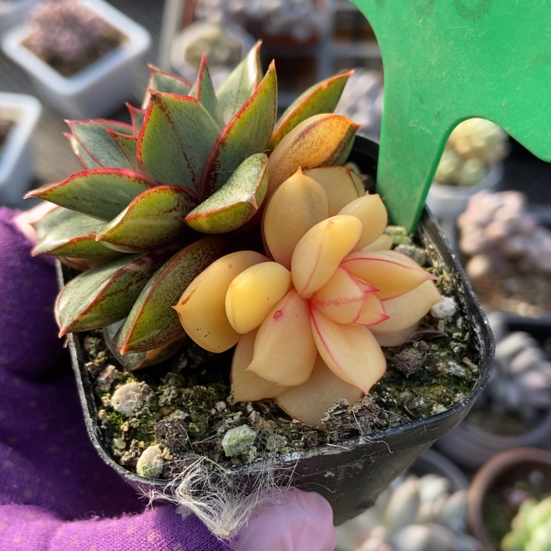 760麒麟座锦多肉植物保护