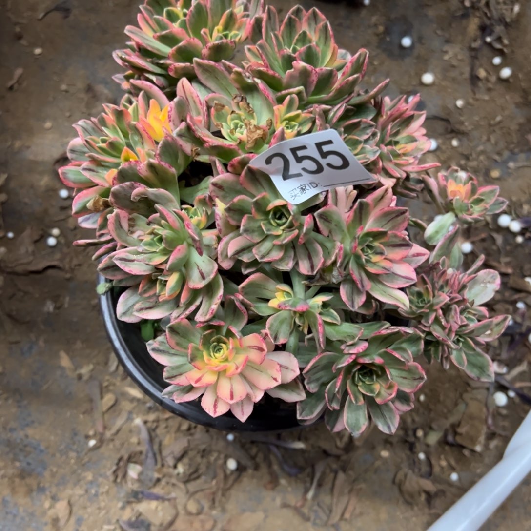 255号甜茶多肉植物