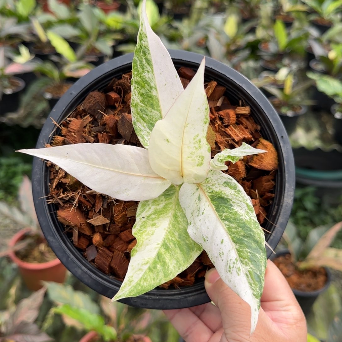 2-1108泰国发货鸟巢花烛