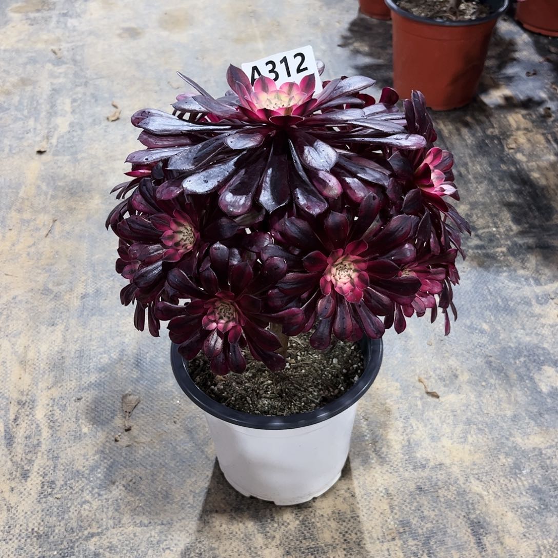 多肉植物黑铜白312多肉