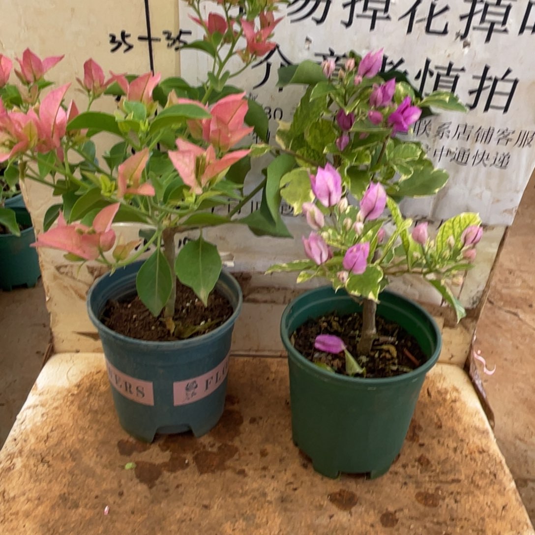 当前无花朵，栽培后可花朵7h2