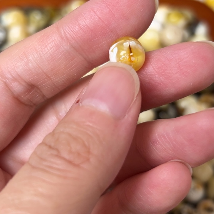 蜜蜡未镶嵌裸石9mm一个