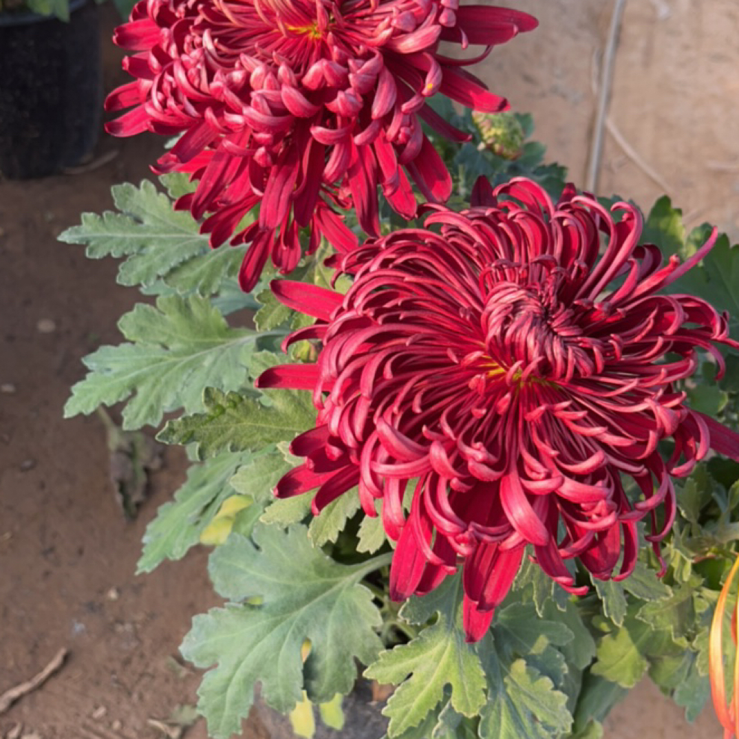 处理母本必带状元府一盆多色菊花短枝独掉包不售后