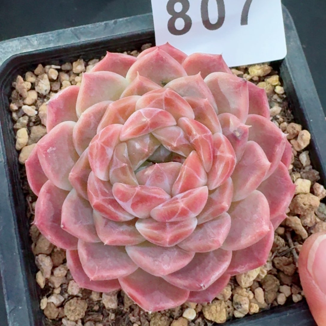 巧克力渐变母本         精品多肉