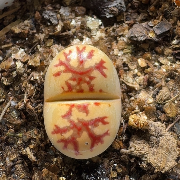 生石花112122。 1公分半。  126