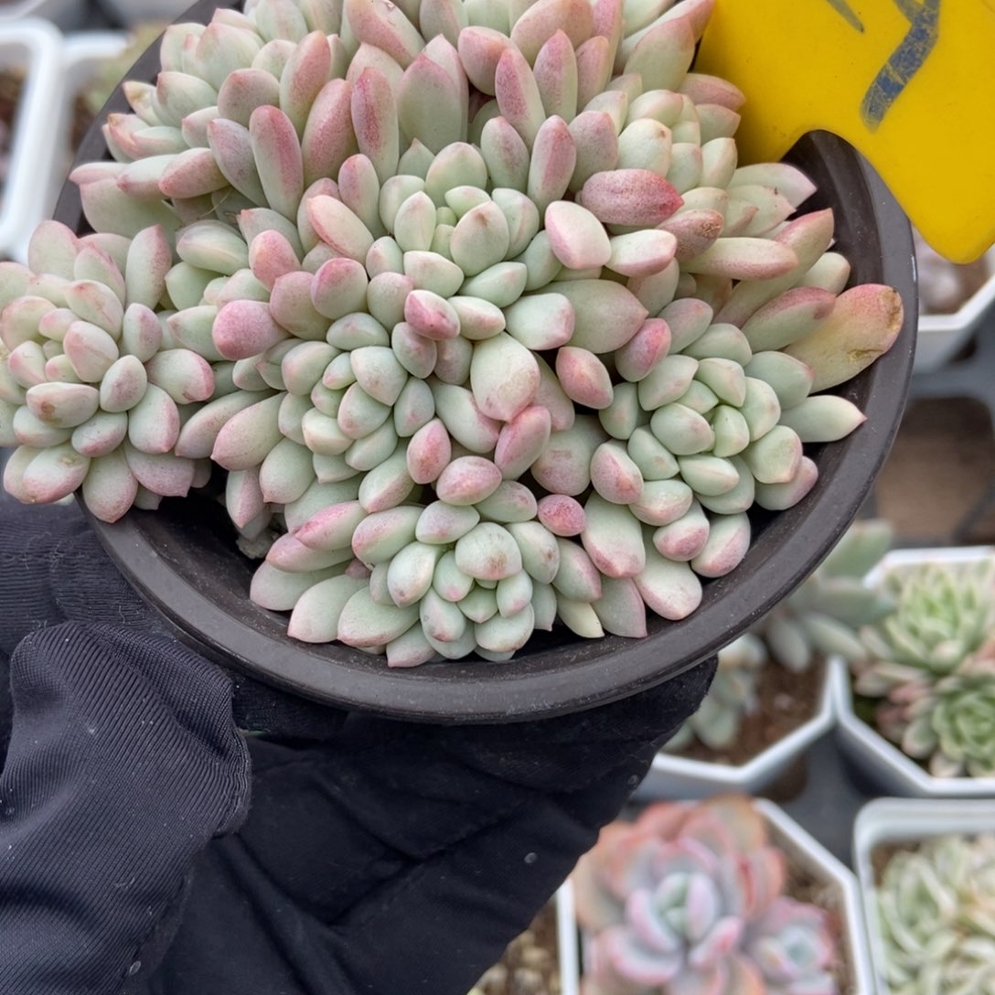 829红蛋锦多肉植物