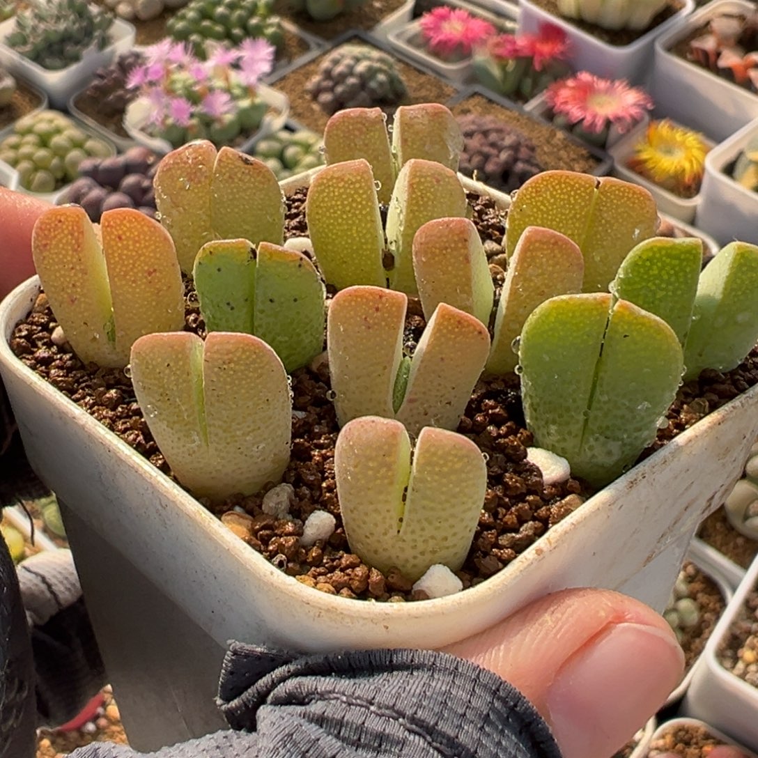 852多肉植物种类多样