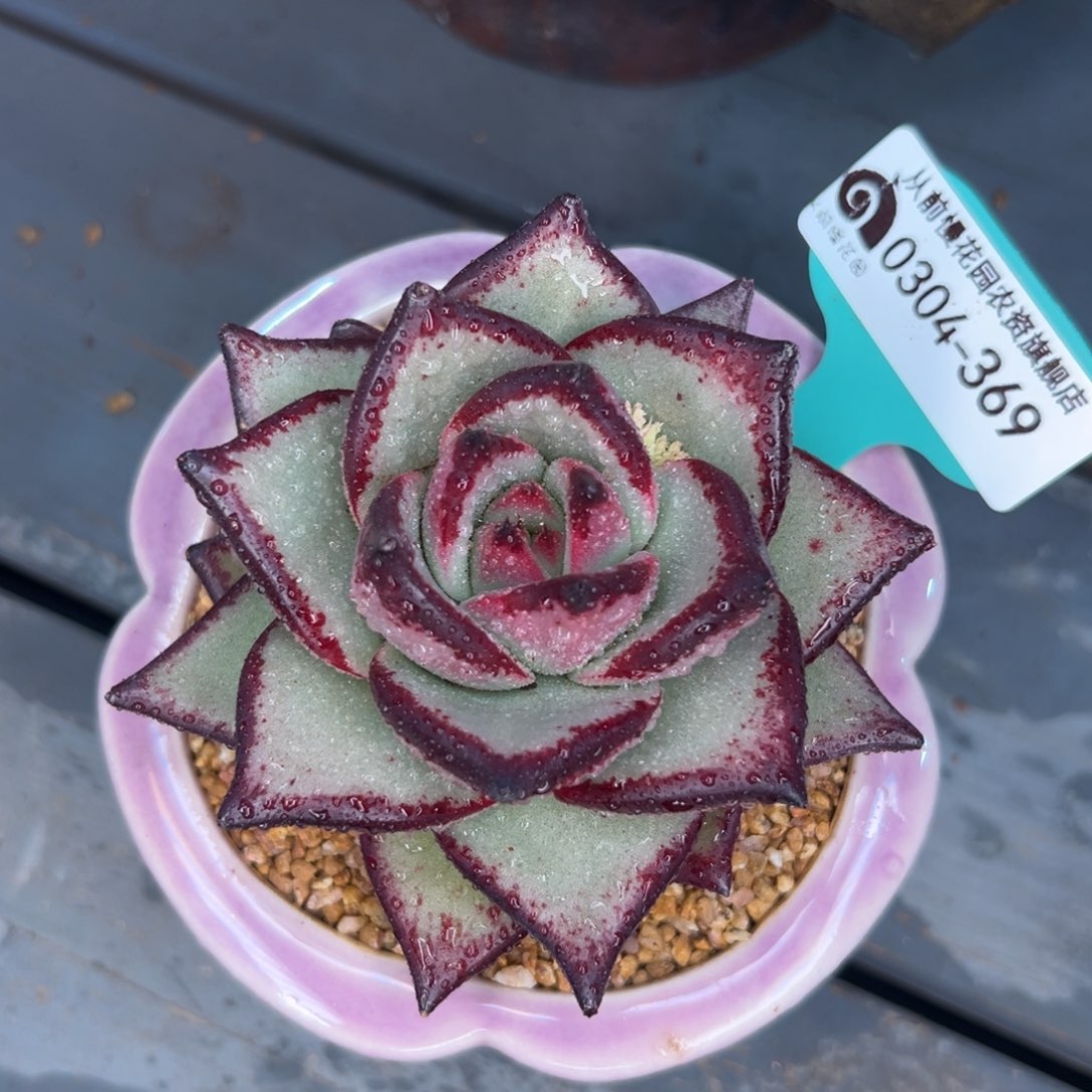 多肉一物一拍0304-369