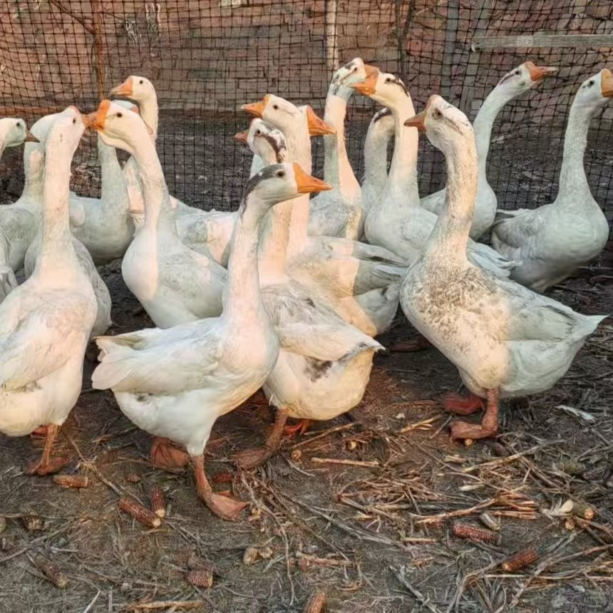 东北散养大鹅（生鲜发出后不做拦截谢谢）