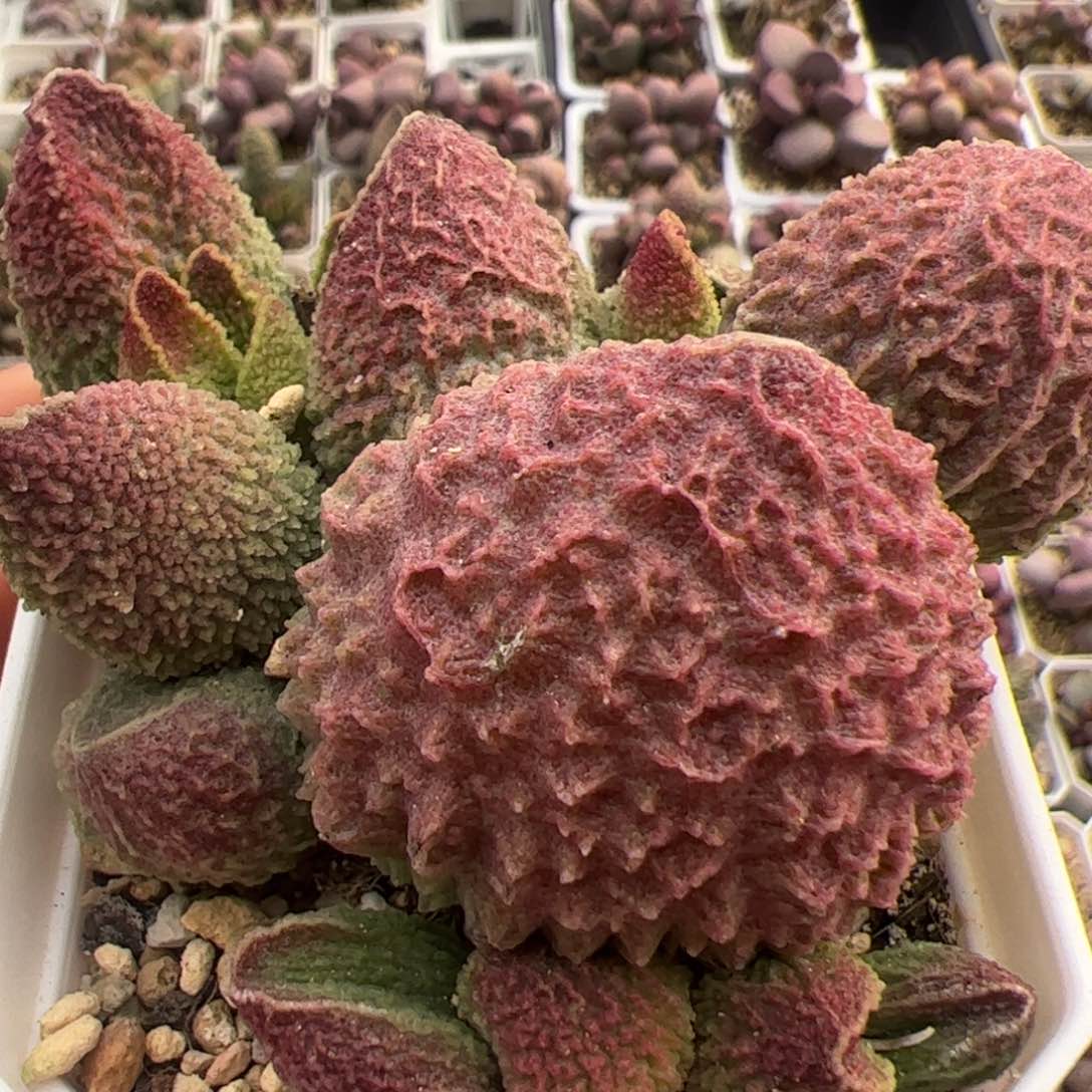 胖五满盆老桩多肉植物水泡多肉植物