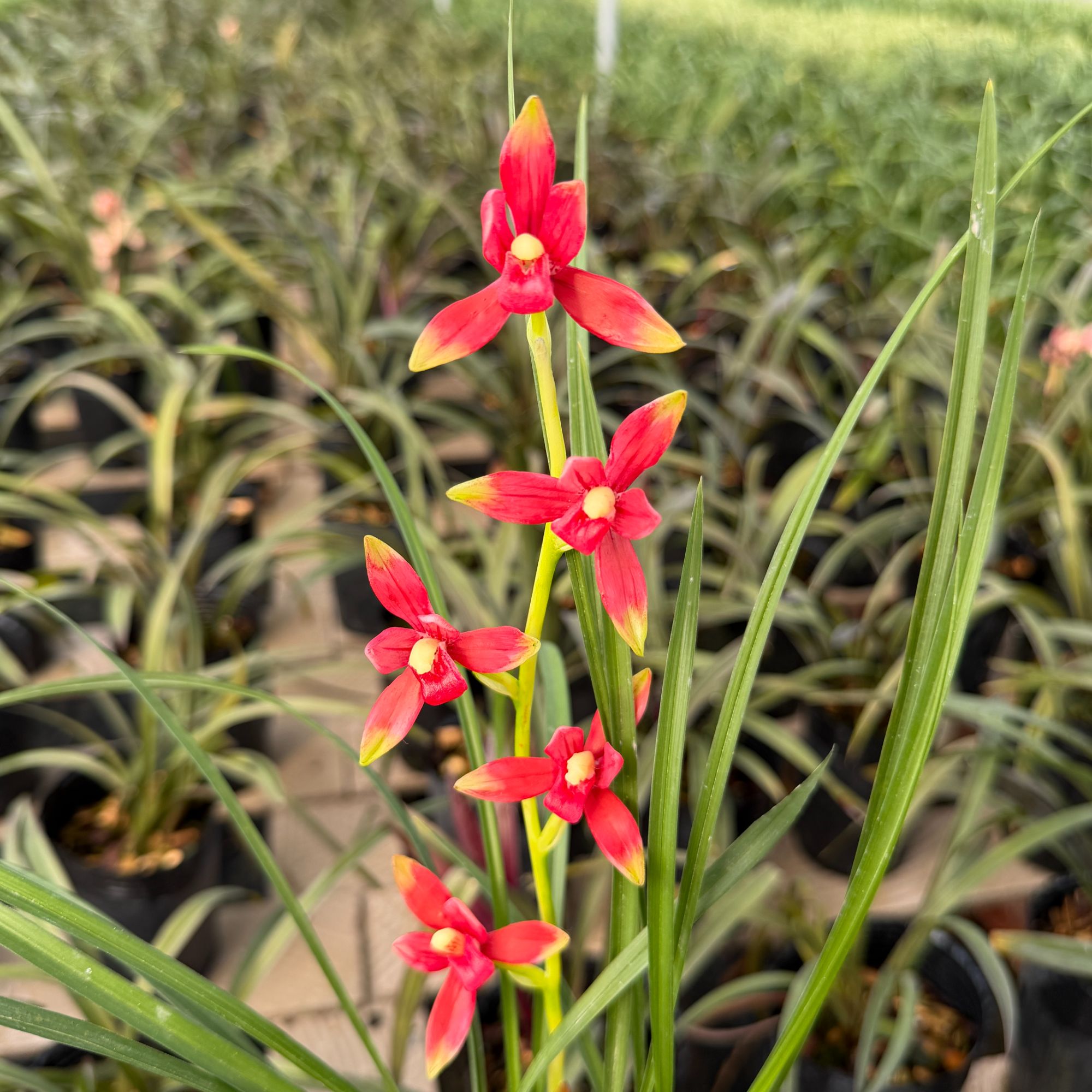 惠兰红元素稀少名贵品钟开三星蝶覆轮花花期10月-5月常年开花植物