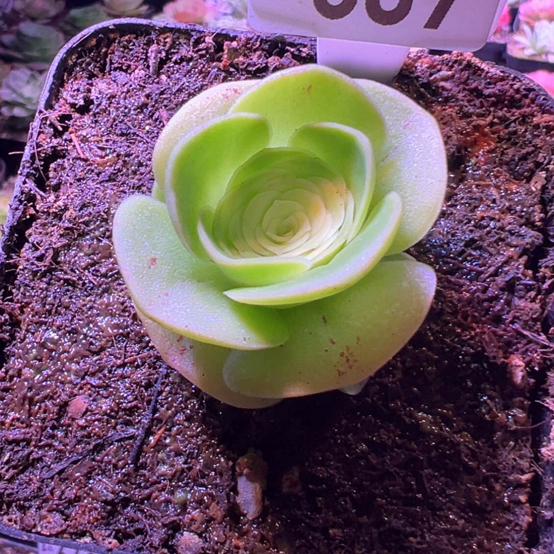 晶*没名687山地玫瑰多肉