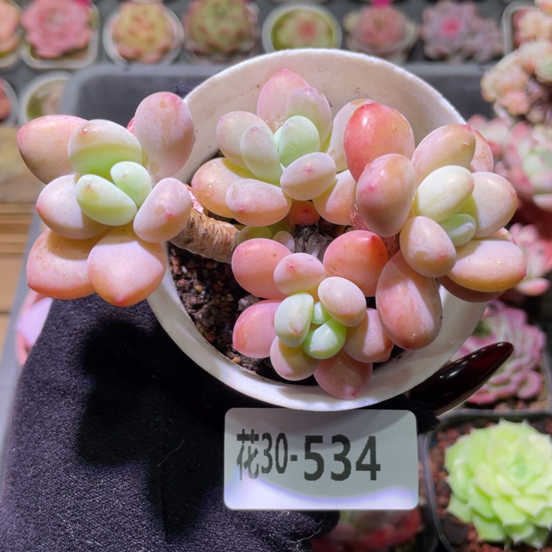 花利美30-534洛神