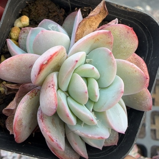 70布鲁蓝缀多肉植物多