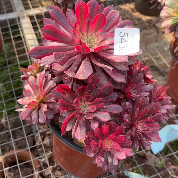 黑铜壶超白锦多肉5450