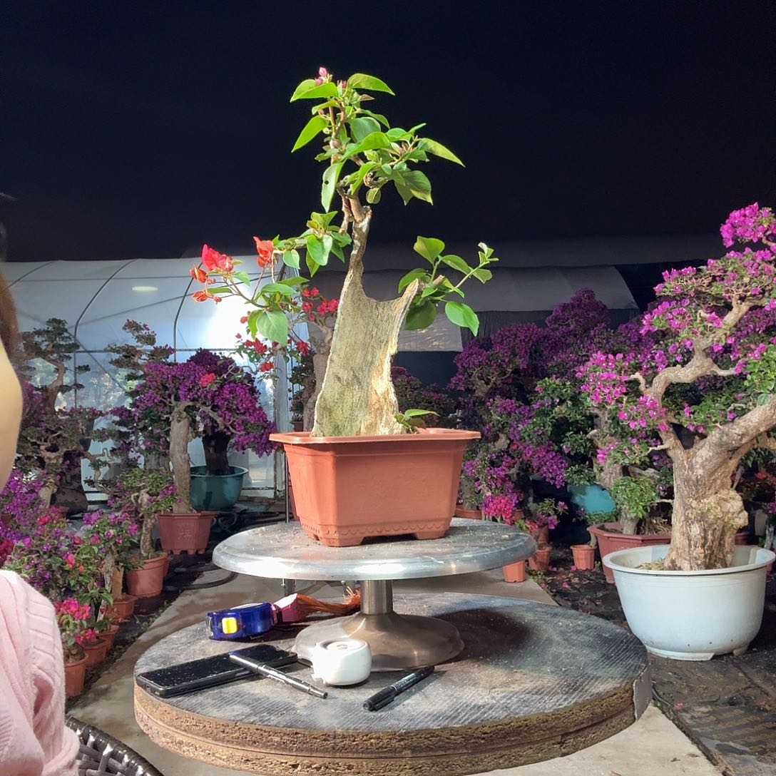 隆***雨无花朵同安红三角梅