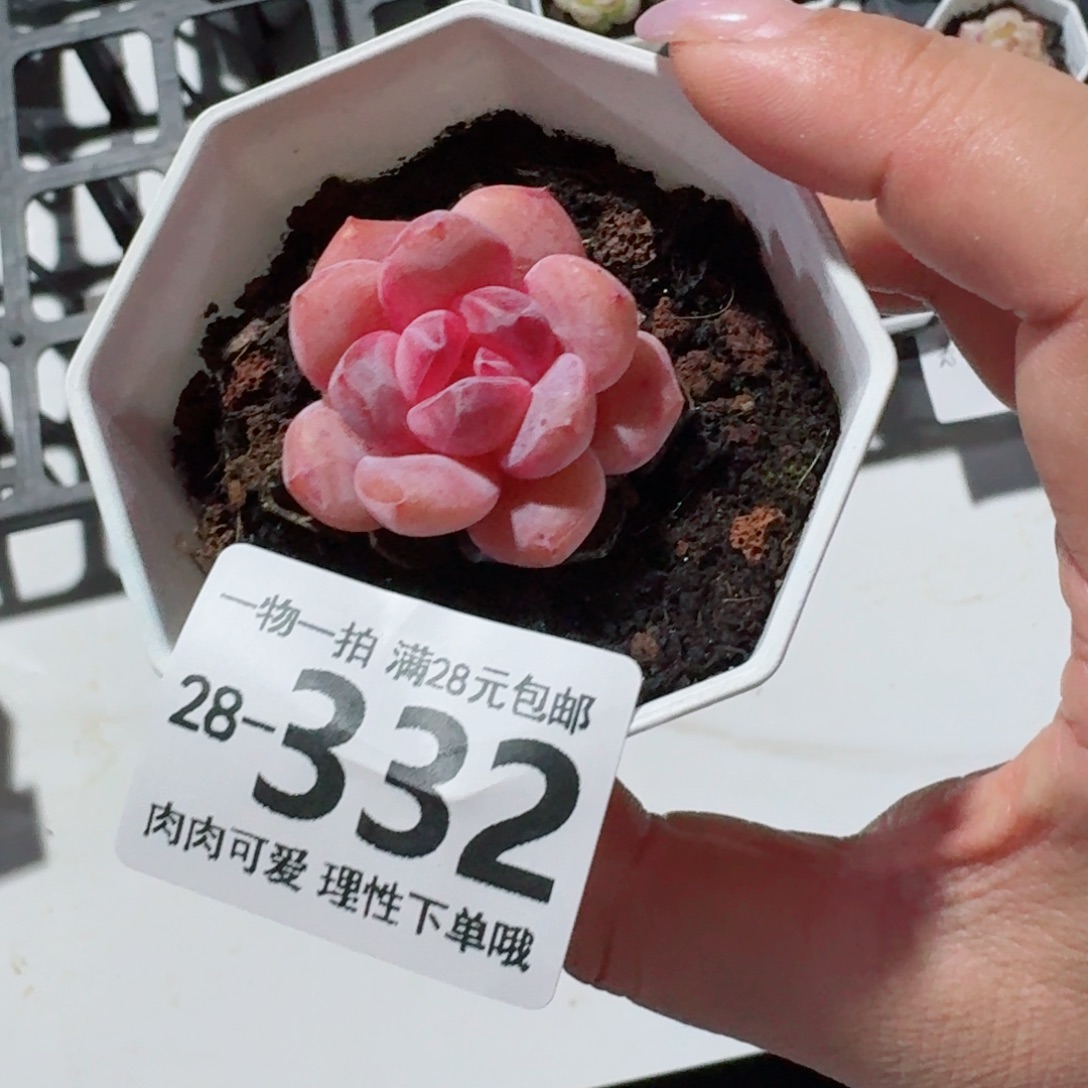 蜜桃橙无盆土发货无盆土发货无