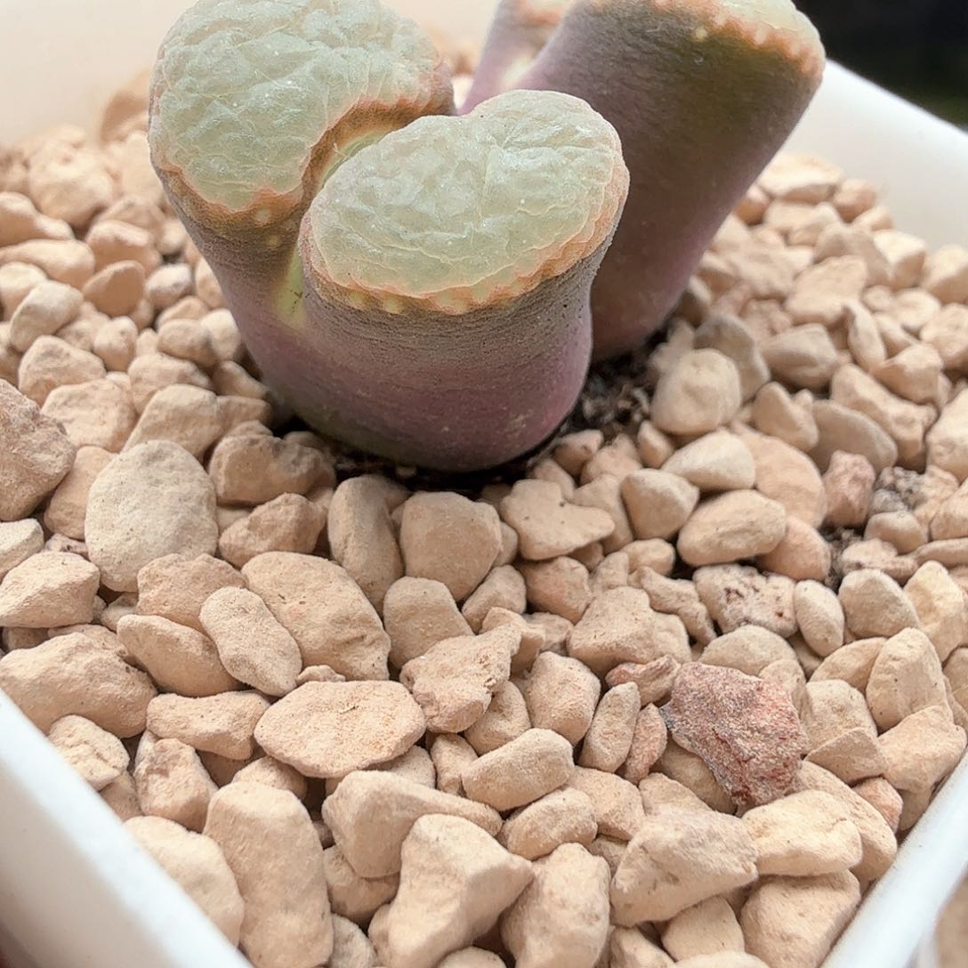 1.16.28/紫体白窗风铃母本/多肉植物