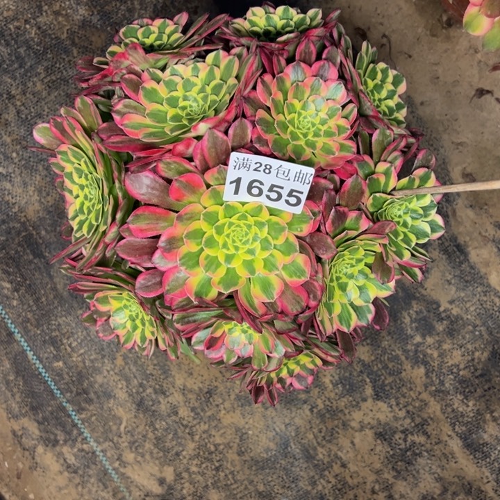 1655南朝霞多肉植物