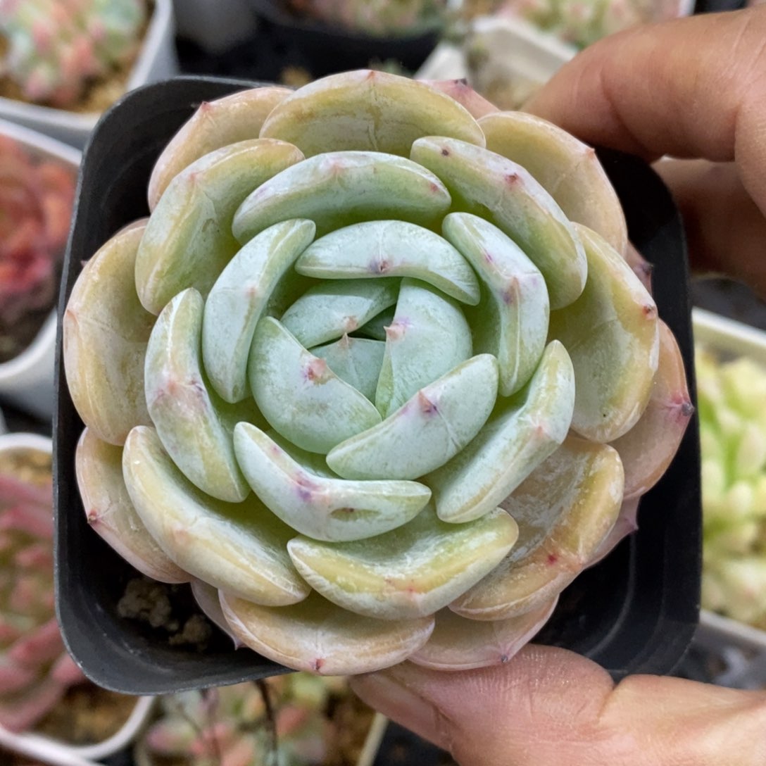 精品多肉一物一拍不包整46