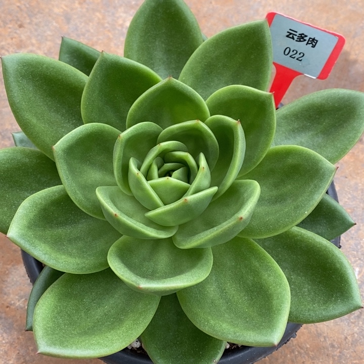 D022- 直播福利 翠花