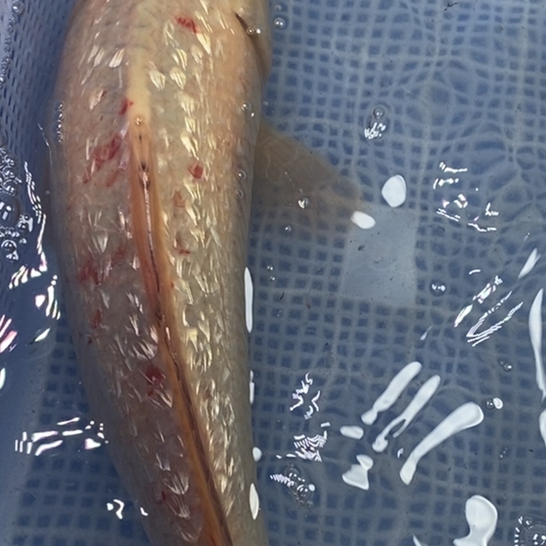 锦鲤冷水锦鲤包邮