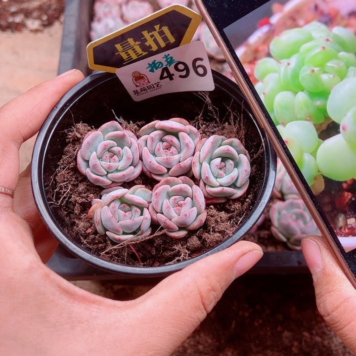 多肉植物多肉植物
