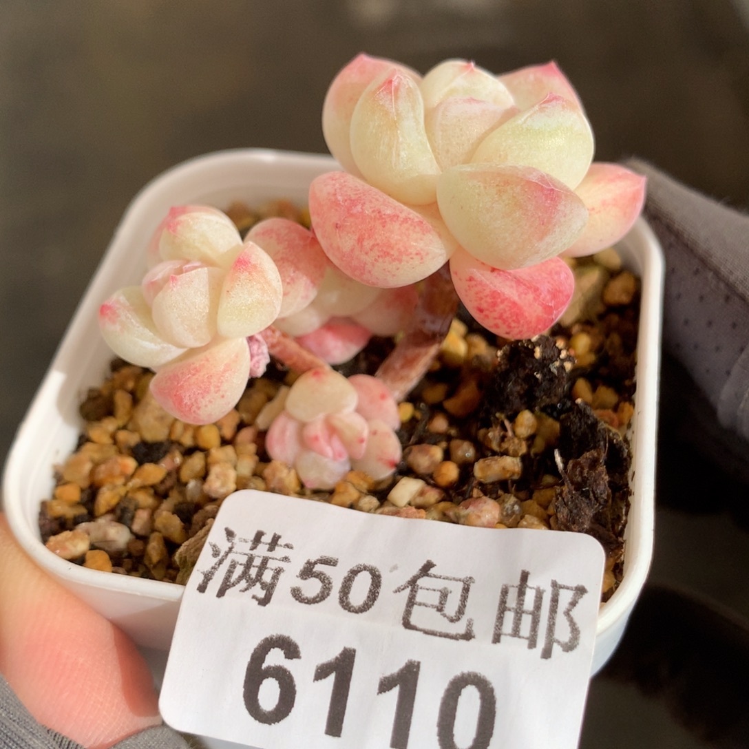 6110。四头小腿白底冰玉。