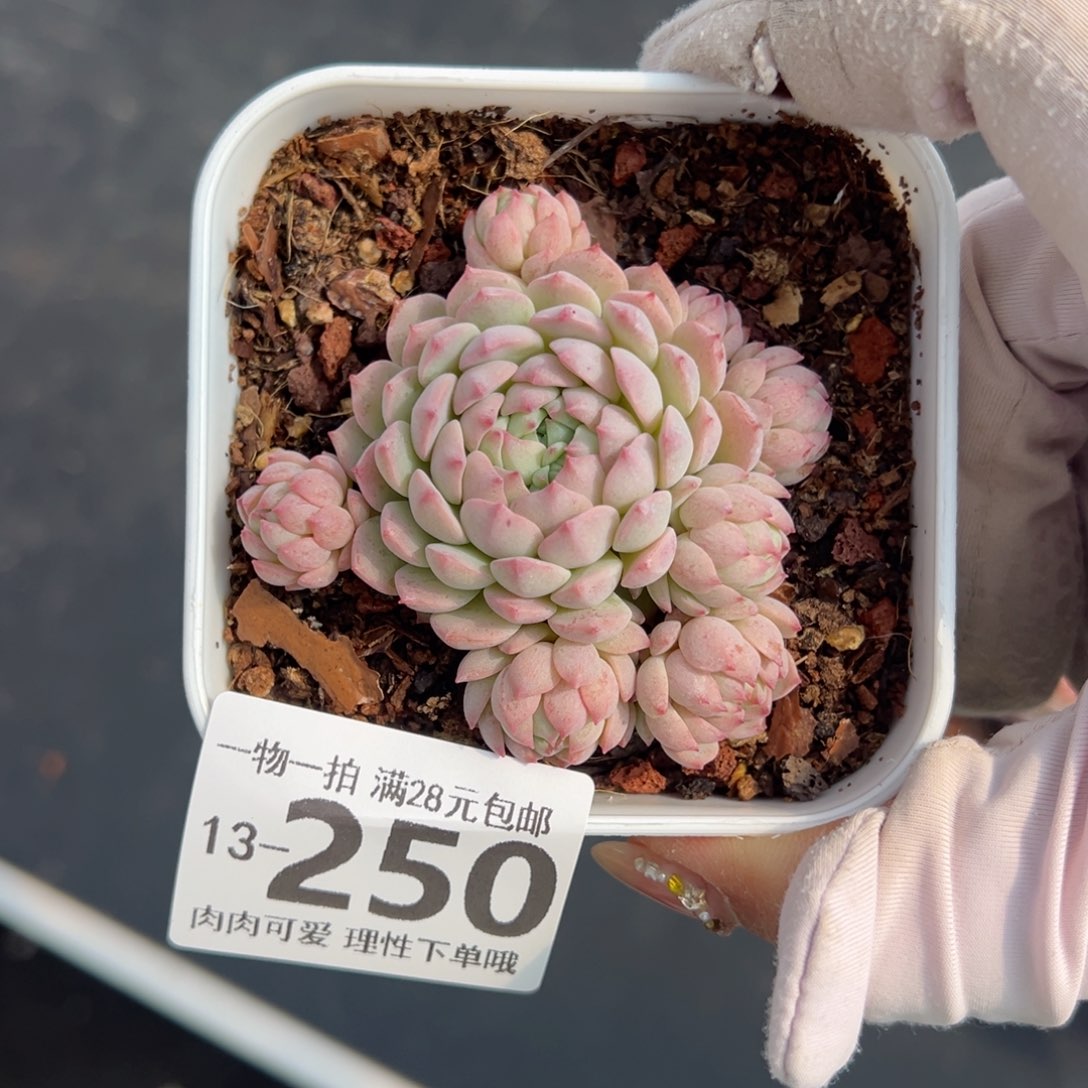 小粉梅多肉多肉多肉