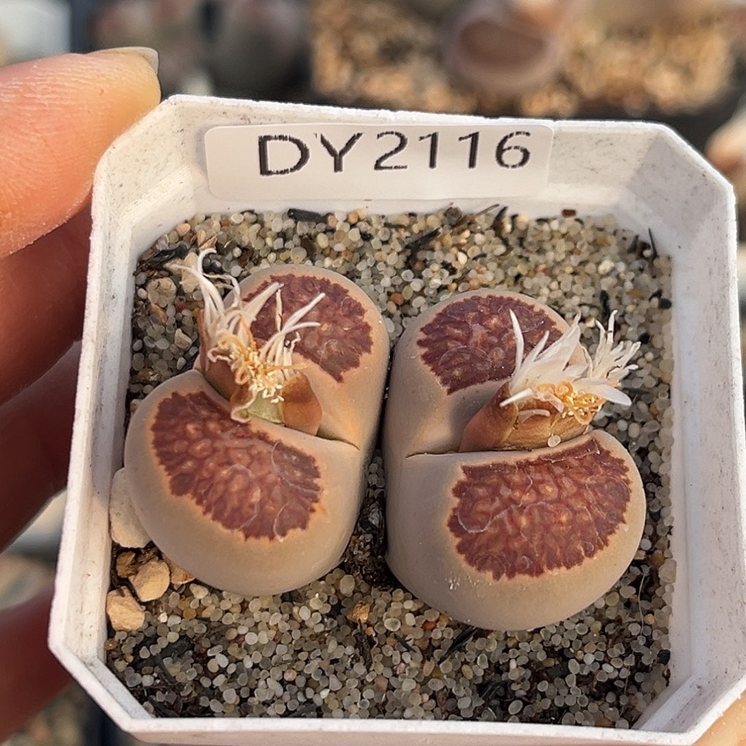 一物一拍菊母本2116红窗菊