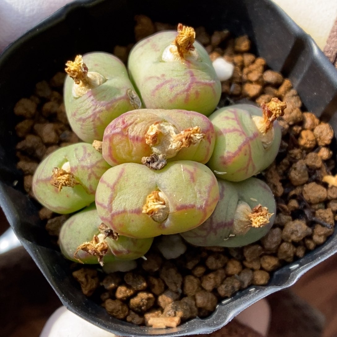 多肉植物肉锥杂交K-125