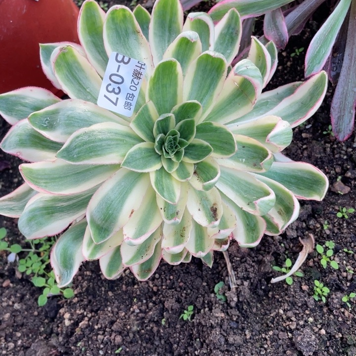 37青莲多肉12344678多肉