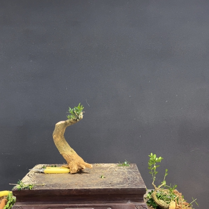 努***力无花朵黄杨 很漂亮的黄杨包邮