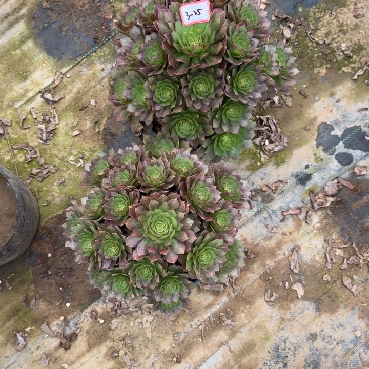 3-25红魔处理不包售后2