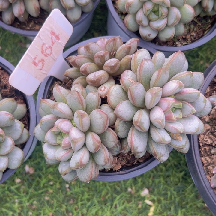 健健康康平平安安