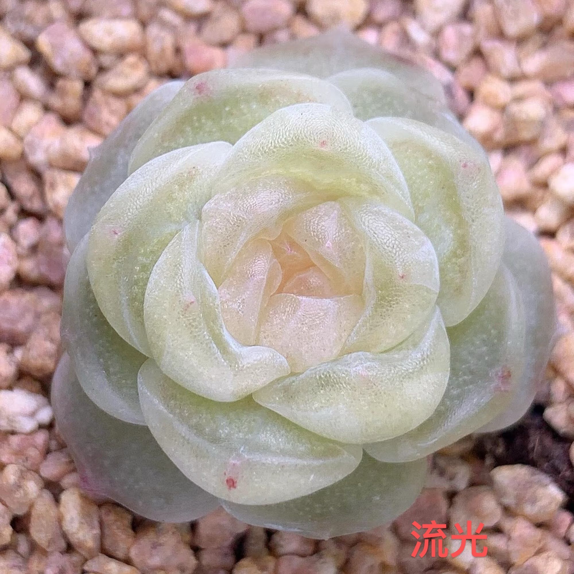 流光单头风花雪月系列多肉量拍群生不包整